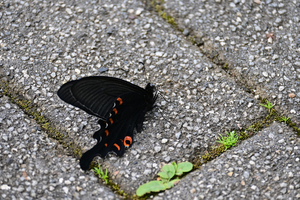 022_260507135 X900 オナガアゲハ Z50 Z50-250.jpg