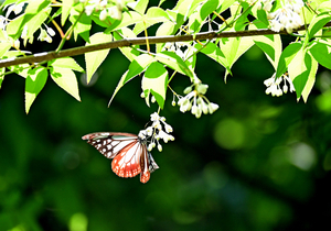 008_260507053s X900 ◎アサギマダラ Z50 Z50-250.jpg
