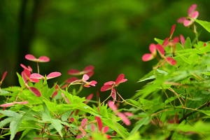 001_260428003 X900 舞岡公園 Z50 Z50-250.jpg