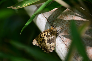 020_260428099s X900 ◎キマダラヒカゲ 舞岡公園 Z50 Z50-250.jpg