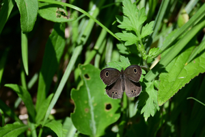 002_260426006 X900 ◎ヒメウラナミジャノメ 保土ヶ谷公園 Z50 Z50-250.jpg