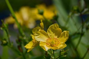 011_260612011 X900 ヒメキンシバイ 峰岡公園 G7x.jpg