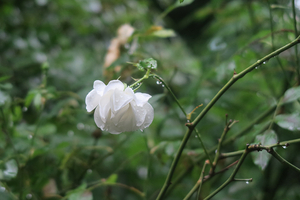 004_260522011 X900 ロサ・センパヴィエンス 埴輪と松本楼 日比谷公園 G7X.jpg