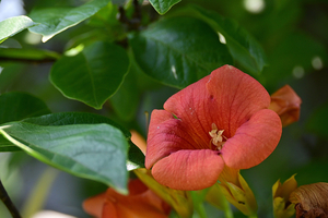 012_260612014 X900 峰岡公園 G7x.jpg