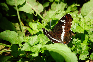 011_260525050 X900 ◎イチモンジチョウ 瓜久保 舞岡公園 RX10M4.jpg