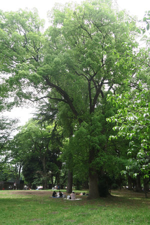 003_260531005 X900 上野公園 G7X.jpg