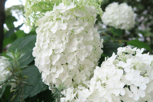 006_260609026 X900 ソフィア横浜紫陽花 G7X.jpg