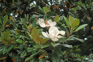 011_260522028 X900 日比谷公園 G7X.jpg