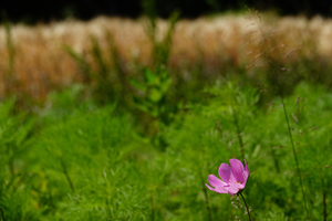 014_260525063 X900 コスモス・体験畑 舞岡公園 RX10M4.jpg
