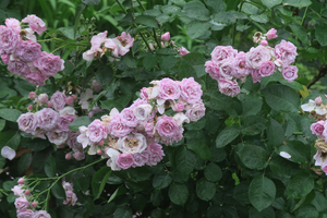 006_260522014 X900 ロサ・ケンティフォリア日比谷公園 G7X.jpg