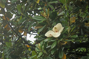 010_260522027 X900 日比谷公園 G7X.jpg