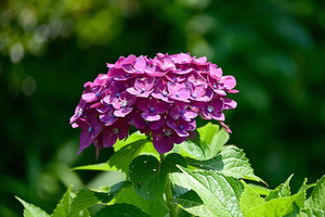 016_260612025 X900 峰岡公園 G7x.jpg