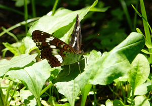 009_260525046t X900 ◎イチモンジチョウ 瓜久保 舞岡公園 RX10M4.jpg