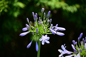 015_260612019 X900 峰岡公園 G7x.jpg
