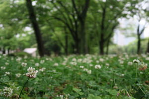 003_260522009 X900 ケヤキ並木 シロツメクサ 日比谷公園 G7X.jpg