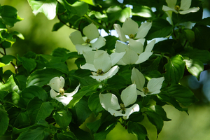 013_260525056 X900 ○ヤマボウシ 瓜久保 舞岡公園 RX10M4.jpg