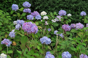 015_260531053 X900 ○上野公園 G7X.jpg