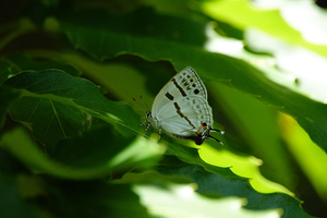 003_260525013m X900 ◎ミズイロオナガ 舞岡公園 RX10M4.jpg