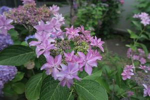 004_260605043 X900 嶺小前 G7x.jpg