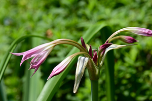 013_260612015 X900 アマリリス 峰岡公園 G7x.jpg