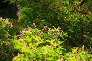 015_260525065m X900 ○モミジノハナ 古民家裏庭 舞岡公園 RX10M4.jpg