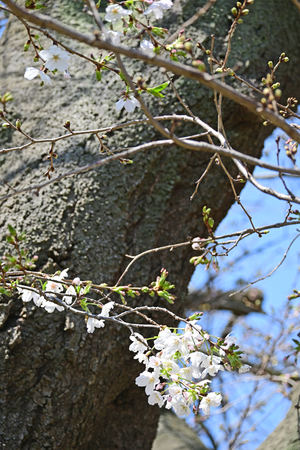003_260324004 X900 3-24 伐採予定のソメイヨシノ 峰岡公園 Z50-250.jpg