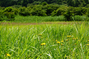 015_260714097 X900 箱根湿性花園 カセンソウ RX10M4.jpg