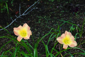 004_260714060 X900 箱根湿性花園 ワスレグサ RX10M4.jpg