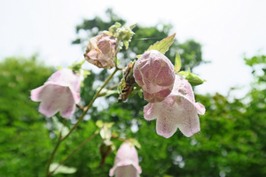 006_260616065 X900 ホタルブクロ 舞岡公園 RX10M4.jpg