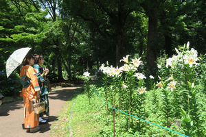 015_260619081 X900 〇マドンナリリー 第一花壇周辺 G7X.jpg