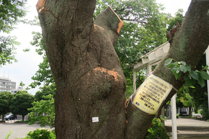 016_260703012 X900 07-03 桜古木伐採 峰岡公園 G7X.jpg