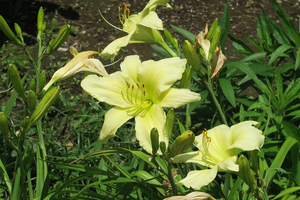 004_260619028 X900 プロローグ 第一花壇周辺 G7X.jpg