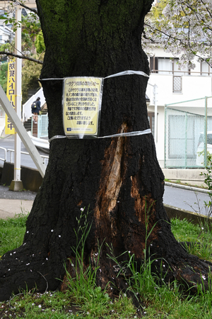 012_260402005a X900 04-02 伐採予定ソメイヨシノ Z30 Z16-50.jpg