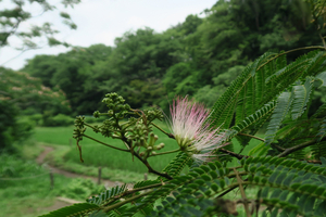 002_260630151tm X900 ◎ネムノキ 舞岡公園 G7X.jpg