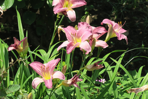 005_260619030 X900 プロローグ 第一花壇周辺 G7X.jpg