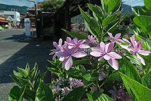 002_260714006 X900 〇箱根湿性花園 登山電車強羅駅 G7X.jpg
