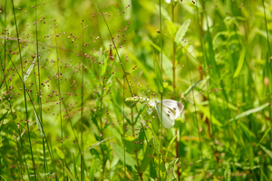 017_260714098 X900 箱根湿性花園 モンシロ RX10M4.jpg