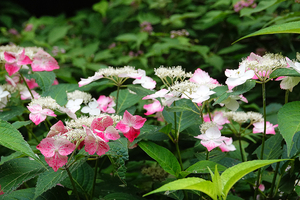 012_260616026 X900 ◎ガクアジサイ 瓜久保 舞岡公園 RX10M4.jpg