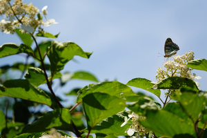 011_260714079 X900 箱根湿性花園 ミドリヒョウモン RX10M4.jpg