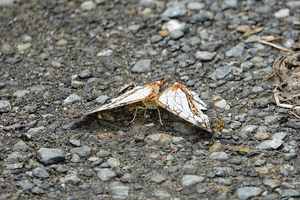 014_260630061 X900 〇イシガキチョウ 舞岡公園 RX10M4.jpg