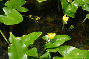 020_260714119 X900 〇箱根湿性花園 セイヨウコウホネ RX10M4.jpg