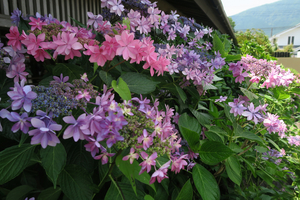 034_260714044 X900 箱根湿性花園  G7X.jpg
