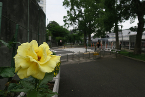 003_260622004 X900 帷子川 マイカイ G7X.jpg