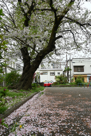 022_260402005 X900 04-07 もう一本のソメイヨシノ Z30 Z16-50.jpg