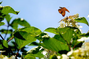 012_260714082m X900 〇箱根湿性花園 ミドリヒョウモン RX10M4.jpg