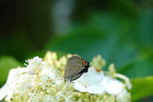 007_260714065 X900 箱根湿性花園 ミヤマカラウシジミ ノリウツギ RX10M4.jpg