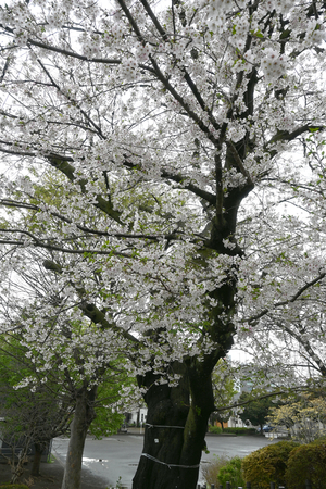 010_260402002 X900 04-02 伐採予定ソメイヨシノ Z30 Z16-50.jpg
