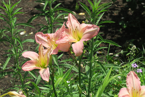 010_260619060  X900 ワスレグサ 第一花壇周辺 G7X.jpg