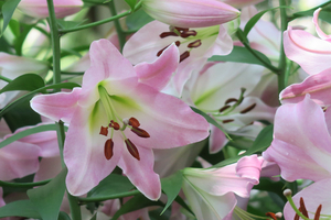 019_260619104 X900 第一花壇周辺 G7X.jpg