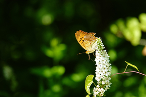 008_260714070 X900 箱根湿性花園 オカトラノオ RX10M4.jpg